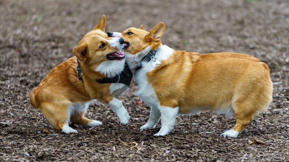 pojištění odpovědnosti za zvíře