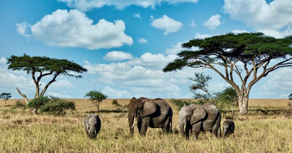 cestovni pojisteni tanzanie zanzibar 2026